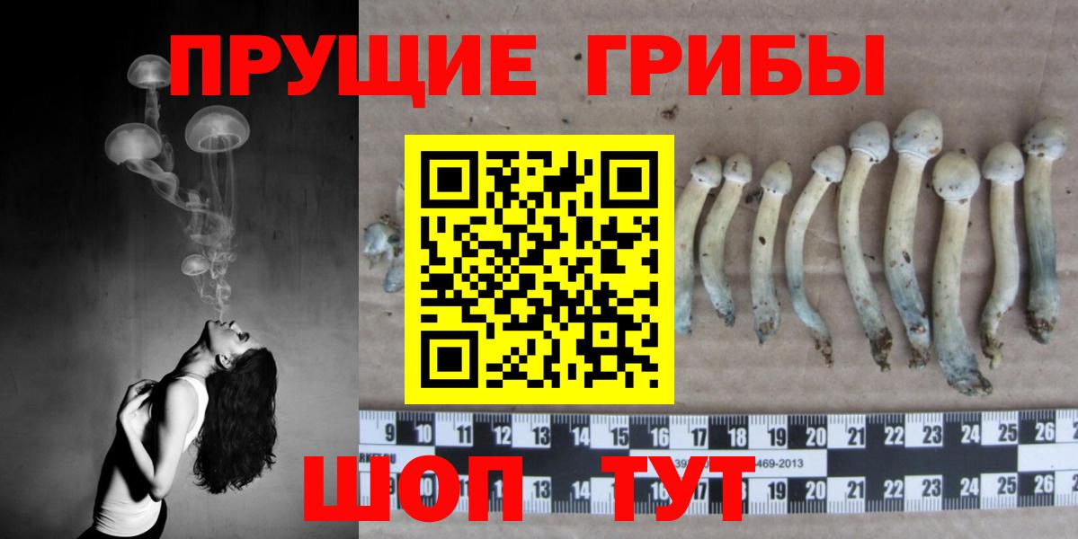 Галлюциногенные грибы Psilocybe Дубна